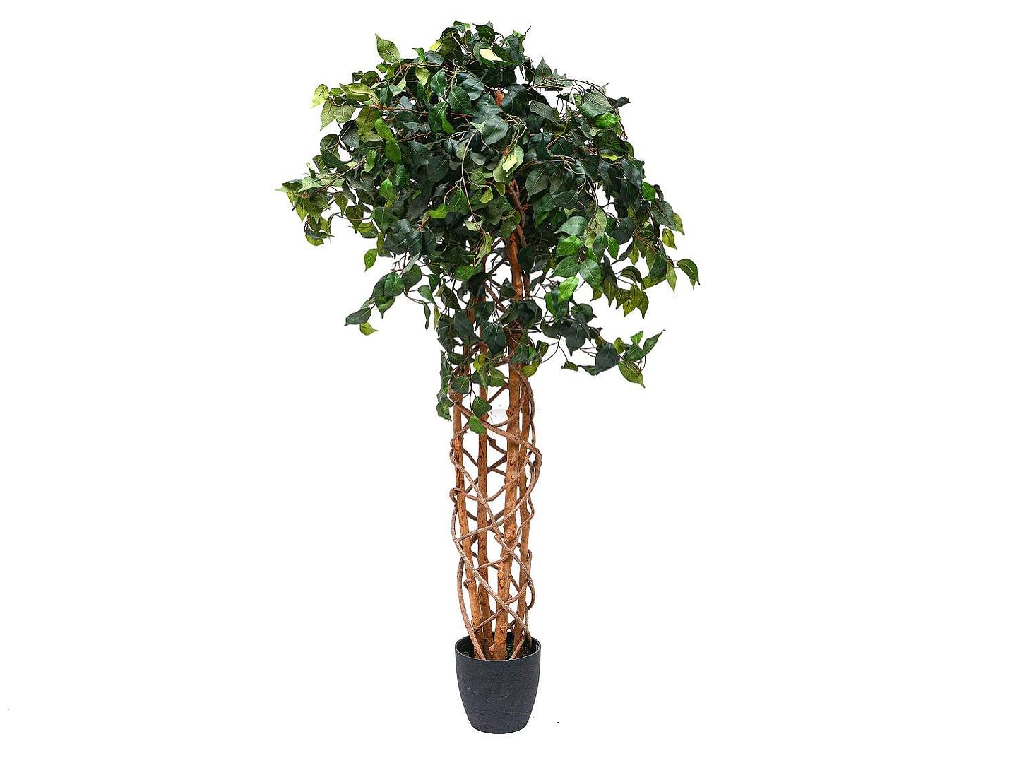 Twisted Style Ficus Tree
